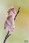 Falena