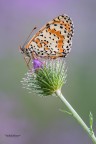 Melitae