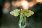 Canon 6d + canon 100mm f 2.8 macro