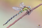 Aeshna cyanea (Mller, 1764) &amp;#9794;