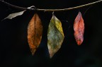 Foliage