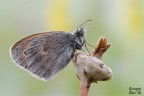 Coenonympha pamphilus Coenonympha pamphilus