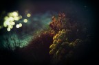 Luci e ombre dal sottobosco
