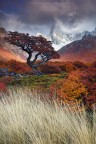 L'autunno in Patagonia  questo: contrasti cromatici incredibili, alberi che assomigliano a creature mitologiche, giochi di luce e montagne avvolte dalle nuvole.  stato un vero e proprio privilegio assistere a questa scena, da l a pochi attimi sarebbe comparso l'arcobaleno... 
Parque Nacional Los Glaciares - Argentina