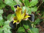 un fiore nei rovi