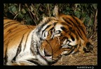 tigre