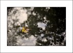 riflesso d'autunno