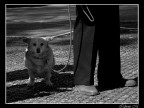 Quasi come Erwitt