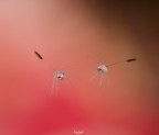 Ballerine del vento su filo di ragnatela