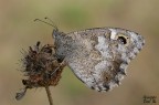 Hipparchia statilinus