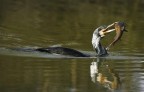 Cormorano