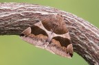 Dysgonia algira, una curiosa falena appartenente alla grande famiglia delle Noctuidae 
Critiche e commenti sono graditi
MVM0010
[url=http://funkyimg.com/view/2yYjD]H.R.[/url]
