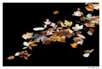 autunno