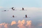 In volo