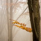 ultime foglie