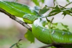 Esemplare in natura, Bako national park, Borneo malese