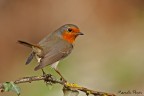 Il Pettirosso e l'edera