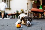 Perch  tutti se ne vanno  e nessuno mi lancia la palla?
