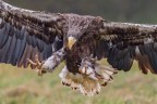 Aquila di mare di Steller