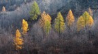 Bosco misto autunnale
