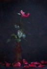 Contest &quot;ultimo&quot;  - Petalo