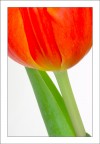 Tulipano 03
