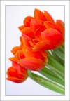 Tulipano 04