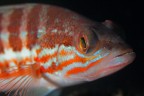 Ecco un parente misconosciuto della famosa cernia: la perchia (serranus cabrilla). 
Questo esemplare era lungo circa 10cm. 

MF Canon 70D + Canon EF100mm f/2.8L Macro IS USM
ES 1/160sec; F f/4,5; ISO 100