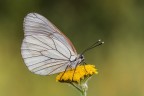 Aporia crataegi
