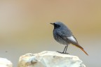 Codirosso spazzacamino
Phoenicurus ochruros
Black Redstart

Lombardia, novembre 2017