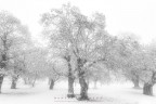 neve &amp; autunno in bn