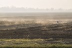 La semplice poesia di un airone umido di nebbia , nella campagna di casa...