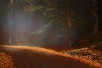 Vieni! C' una strada nel bosco...