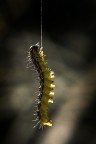 insetti acrobatici