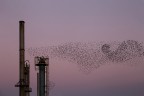 Verso sera in raffineria