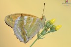 Argynnis paphia......