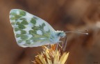 Pontia edusa
