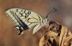 Papilio machaon Papilio machaon