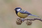 Comp. esp. -2/3  cavall.
Dalla macro ai tentativi con l'avifauna. Prime foto eseguite con il 150/600 non  proprio cos semplice  tutto un altro mondo considerando la velocit dei soggetti, almeno una farfalla al mattino presto ti lascia il tempo di ragionare, queste sono dei razzi. 
Luce pessima. 


[url=http://funkyimg.com/i/2AiwG.jpg]Versione HR[/url]