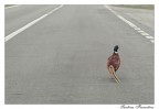 Mentre tornavamo in macchina era in mezzo alla strada che camminava serenamente, il tempo di una foto ed  scappato via
