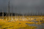 Foresta spettrale