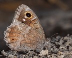 Hipparchia statilinus