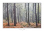 Foresta eterna