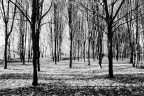 Sony A6500 + Zeis Vario-Tessar 16-70 mm
RawTherapee + GIMP

Secondo me da vedere su fondo bianco