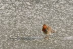 Lo smarrimento del pettirosso