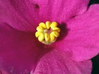 fiore rosso