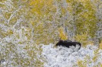 Alce nel giallo