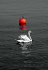 Rosso cigno