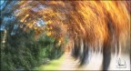 Vento d'autunno....