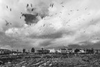 Gli uccelli